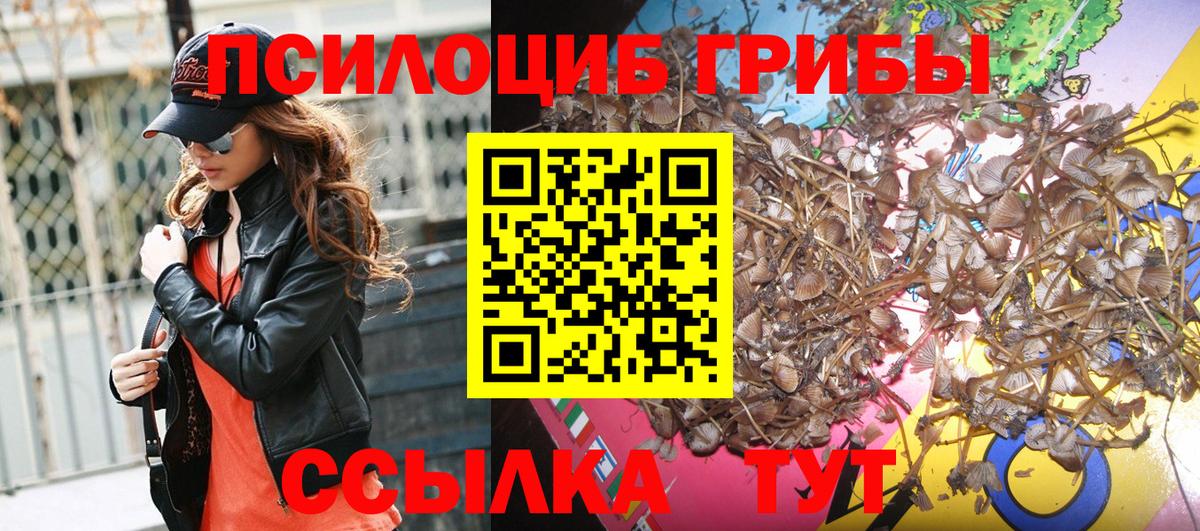 Краснознаменск  Псилоцибиновые грибы Cubensis  Вход с VPN 